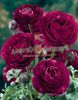 бордовый Цветок Ранункулюс (Лютик азиатский) фото