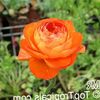 оранжев Цвете Ranunculus, Персийски Лютиче, Тюрбан Лютиче снимка