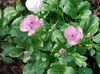 lila Ranunculus, Perzische Boterbloem, Tulband Boterbloem, Perzisch Ranonkel