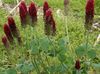 შინდისფერი ყვავილების წითელი ფრთოსანი Clover, დეკორატიული სამყურა, წითელი Trefoil ფოტო