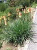 Red hot poker, Torch Lily, Tritoma 