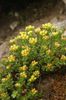 jaune Fleur Rhodiola, L'orpin Rose, Sedum, L'orpin Rose De Leedy, Orpin photo