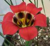 წითელი ყვავილების Romulea ფოტო