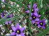 açık mavi çiçek Romulea fotoğraf
