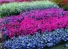 açık mavi çiçek Cennetin Gül fotoğraf