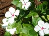 hvit Blomst Rose Periwinkle, Cayenne Jasmin, Madagaskar Periwinkle, Gamle Hushjelp, Vinca bilde