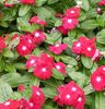 червоний Квітка Катарантус (Барвінок Рожевий) фото