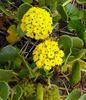 жовтий Квітка Аброния фото