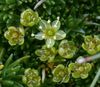 grønn Sandwort