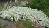 λευκό λουλούδι Sandwort φωτογραφία