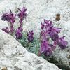 vijolična Cvet Saxifraga fotografija
