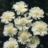 hvit  Scabiosa, Nålepute Blomst bilde