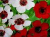 білий Квітка Льон Однорічний фото