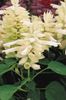 biały Kwiat Salvia Genialny zdjęcie