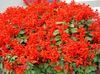 rojo Flor Salvia Roja, Salvia Escarlata foto