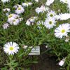 fehér Virág Tengerparti Százszorszép, Strand Aster, Flebane fénykép