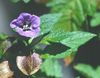 violett Blomma Shoofly Växt, Äpple I Peru foto
