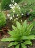 white Shooting star, American Cowslip, Indian Chief, Rooster Heads, Pink Flamingo Plant