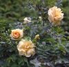 Роза морщинистая (Роза ругоза)