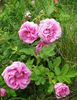 рожевий Квітка Троянда Зморшкувата (Троянда Ругоза) фото