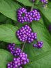 lilac Flower Beauty berry photo