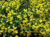 yellow Flower Bladder senna photo