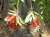 червоний Квітка Каллістемон (Краснотичіннік) фото