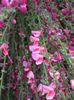 rózsaszín Virág Seprű fénykép