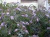 八月 蝴蝶布什，夏季紫丁香