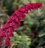 červená Květina Motýl Bush, Letní Šeřík fotografie