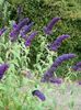 深蓝 花 蝴蝶布什，夏季紫丁香 照片