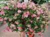 roz Floare Cape Nalba fotografie