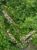 розов Цвете Cerasus Grandulosa снимка