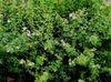 білий Квітка Пятілісточнік (Перстач Чагарникова, Курильське Чай) фото