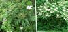 λευκό λουλούδι Σαμπούκο, Κόκκινο-Εγκύων Γέροντας φωτογραφία