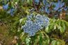 jasnoniebieski Kwiat Wspólne Starszy, Starszy Czerwonej Berried zdjęcie