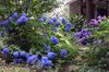 blå Blomma Gemensam Hortensia, Storbladig Hortensia, Franska Hortensia foto