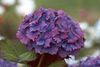 purpurs Zieds Kopējā Hortenzijas, Bigleaf Hortenzijas, Franču Hortenzijas foto