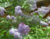 lilac Flower Common Lilac, French Lilac photo