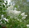 white Flower Common Lilac, French Lilac photo