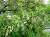 hvit Blomst Falsk Acaciaia bilde