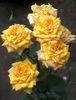 Grandiflora Růže