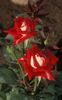 sarkans Zieds Grandiflora Rožu foto