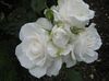 white Grandiflora rose