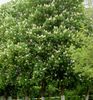 Horse Chestnut, Conker Tree