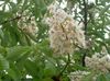 bianco Fiore Ippocastano, Albero Conker foto