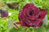 burgundy Hybrid Tea Rose
