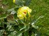 κίτρινος λουλούδι Υβριδικό Τσάι Αυξήθηκε φωτογραφία