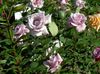 бузковий Квітка Троянда Чайно-Гібридна фото