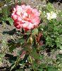oranžs Zieds Hibrīds Tēja Rožu foto